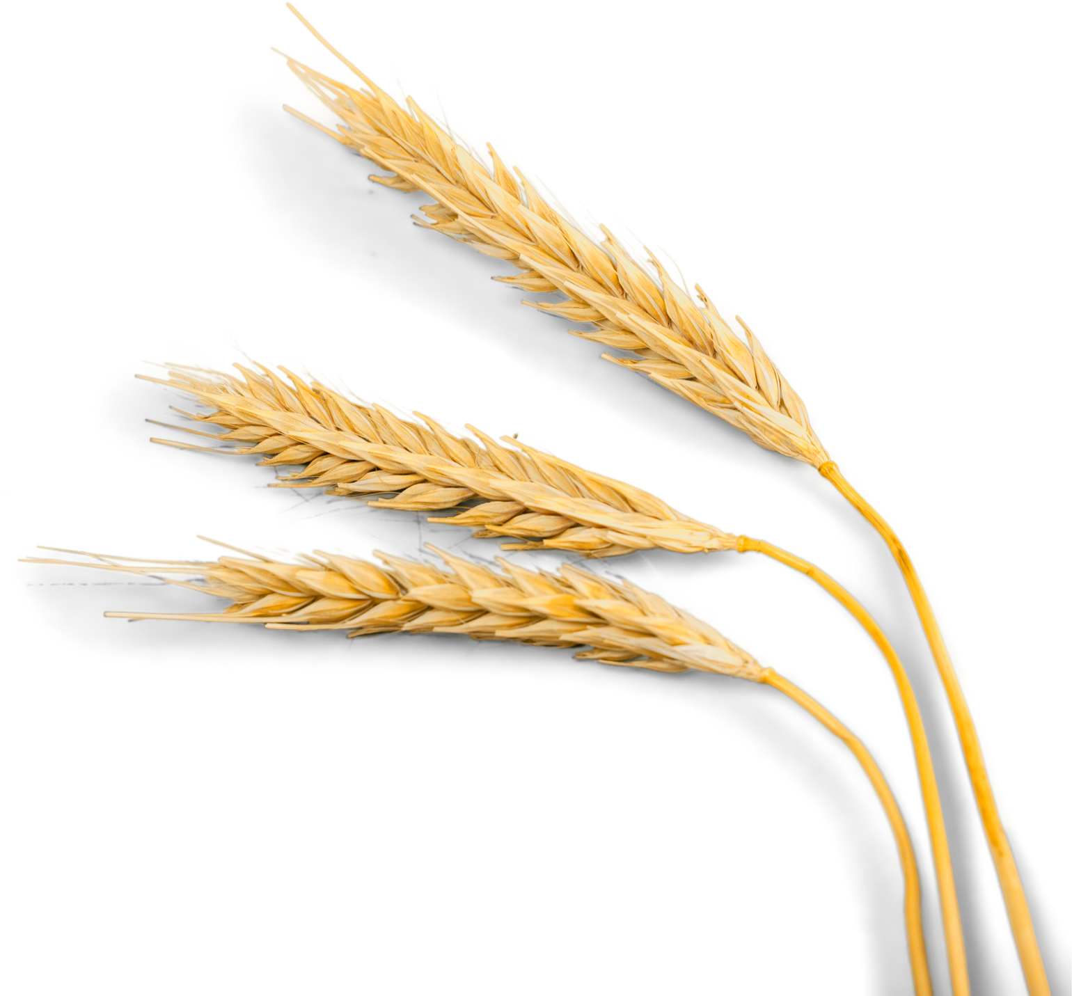 Closeup of Golden Barley / Wheat Plants