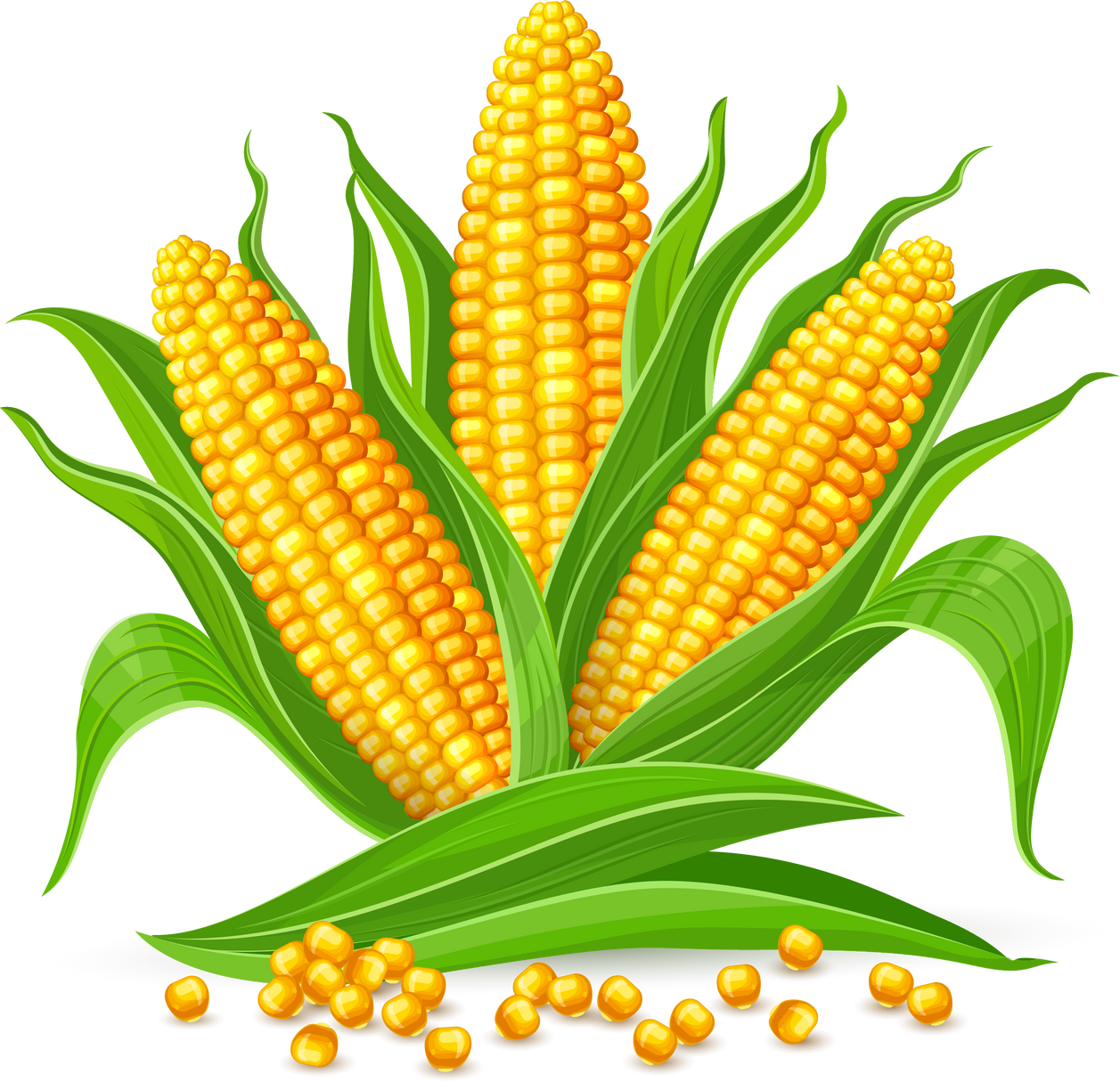 Corn cobs isolated PNG