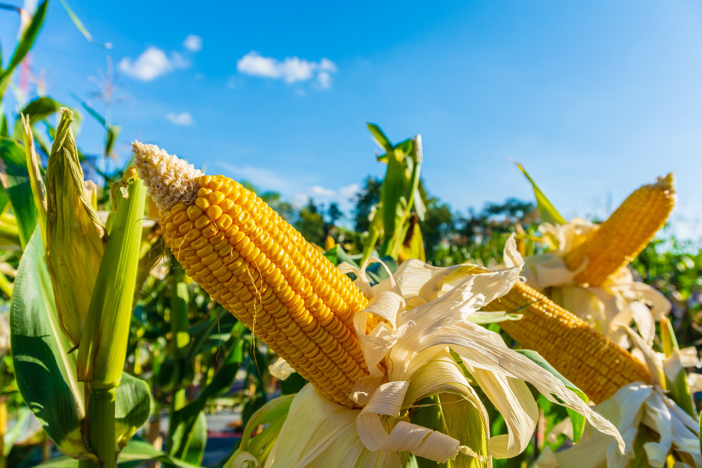 Fresh organic corn and corn tree in corn field.