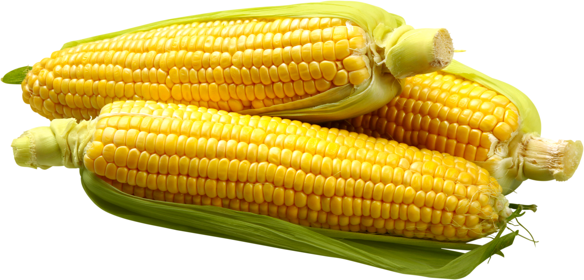 Partially Shucked Ears of Corn